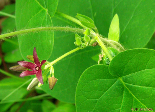 Matelea decipiens, Deceptive Spinypod