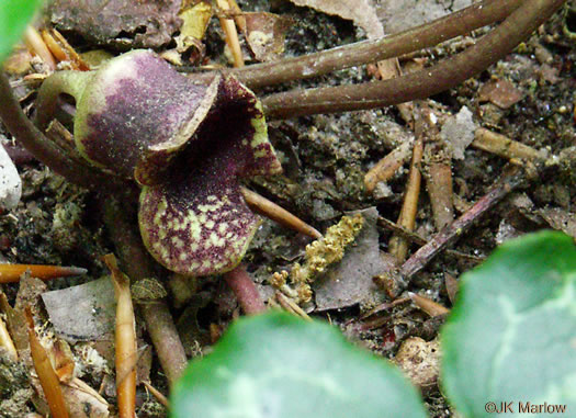 image of Hexastylis heterophylla, Variable-leaf Heartleaf