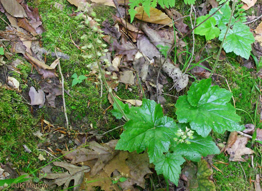 image of Tiarella cordifolia, Piedmont Foamflower, Heartleaf Foamflower