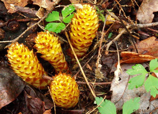 image of Conopholis americana, Squawroot, Bearcorn, Oakdrops