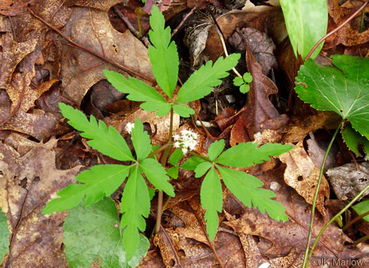 image of Nanopanax trifolius, Dwarf Ginseng