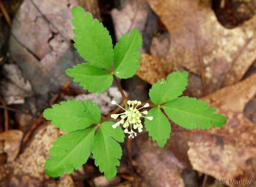 image of Nanopanax trifolius, Dwarf Ginseng