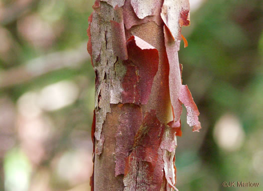 image of Clethra acuminata, Mountain Sweet-pepperbush, Cinnamonbark, Cinnamon Clethra, Mountain White-alder