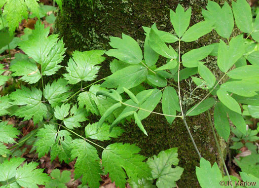 image of Caulophyllum thalictroides, Common Blue Cohosh, Papooseroot, Green Vivian