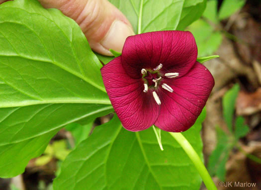 image of Trillium vaseyi, Vasey's Trillium, Sweet Trillium, Sweet Beth