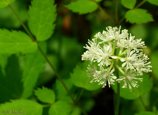 image of Actaea pachypoda, Doll's-eyes, White Baneberry, White Cohosh