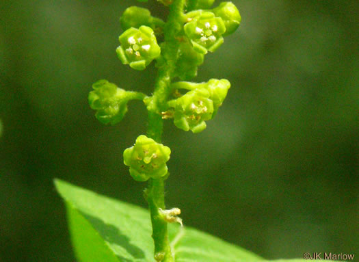 image of Pyrularia pubera, Buffalo-nut, Oil-nut