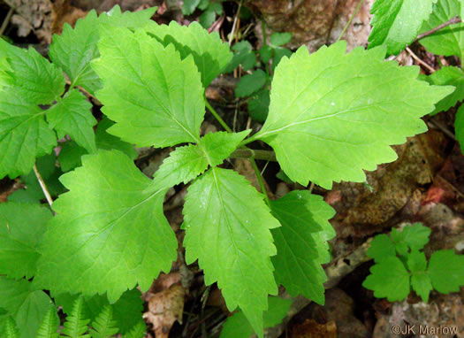 image of Phryma leptostachya, American Lopseed