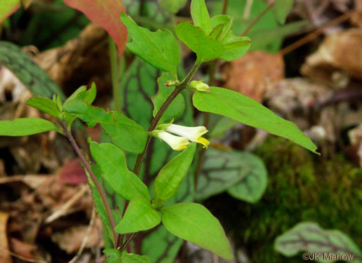 image of Melampyrum lineare, Cow-wheat