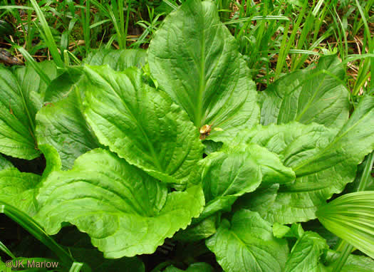 image of Symplocarpus foetidus, Skunk Cabbage