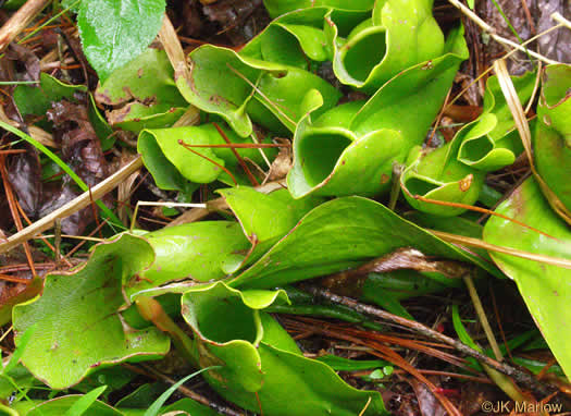 Sarracenia purpurea var. montana, Southern Appalachian Purple Pitcherplant