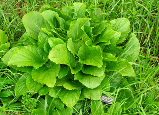 image of Symplocarpus foetidus, Skunk Cabbage