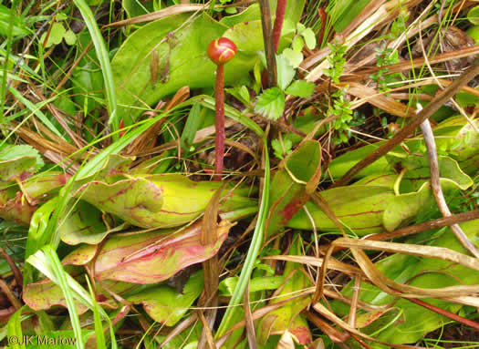 image of Sarracenia purpurea var. montana, Southern Appalachian Purple Pitcherplant