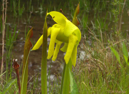 Sarracenia flava, Yellow Pitcherplant, Yellow Trumpet, Trumpets