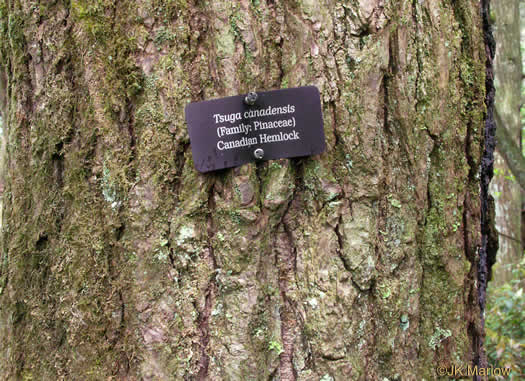 image of Tsuga canadensis, Eastern Hemlock, Canada Hemlock, Spruce Pine, Hemlock Spruce