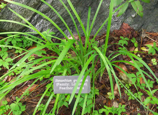 image of Stenanthium gramineum var. gramineum, Featherbells, Eastern Featherbells