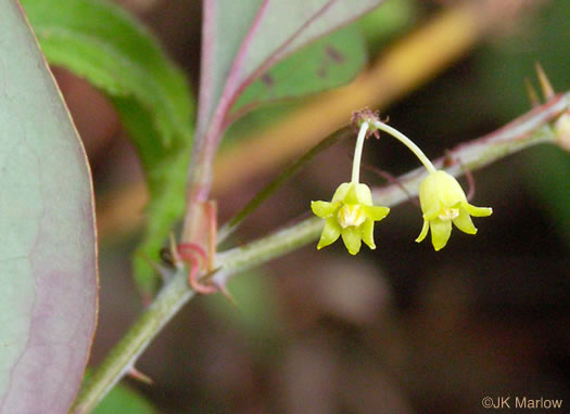 image of Smilax rotundifolia, Common Greenbrier, Common Catbrier, Bullbrier, Horsebrier