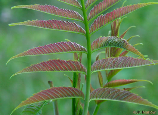 image of Rhus glabra, Smooth Sumac, Common Sumac