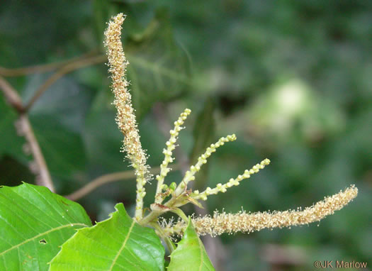 image of Castanea pumila, Common Chinquapin, Chinkapin, Allegheny Chinquapin