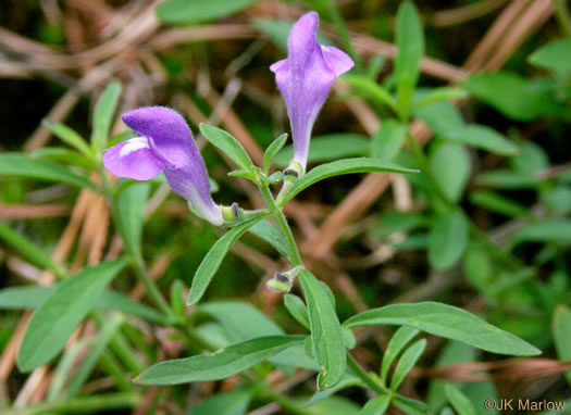 image of Scutellaria integrifolia, Hyssop Skullcap, Narrowleaf Skullcap