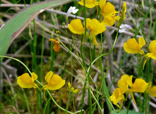 image of Utricularia cornuta, Horned Bladderwort