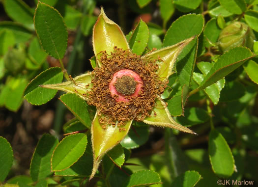 image of Rosa bracteata, McCartney Rose, Chickasaw Rose