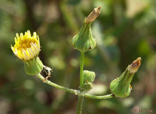 image of Sonchus oleraceus, Annual Sowthistle, Common Sowthistle