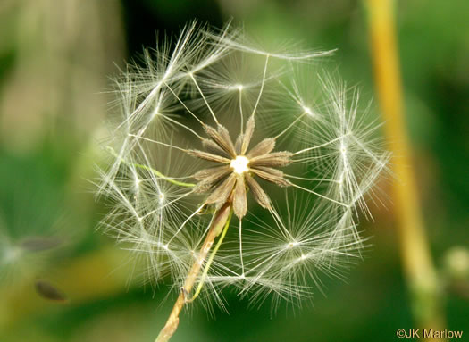 pappus