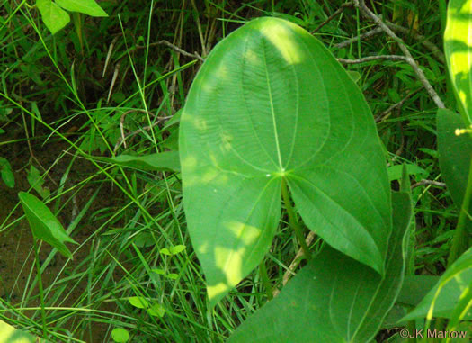 image of Sagittaria latifolia +, Broadleaf Arrowhead, Duck Potato, Common Arrowhead