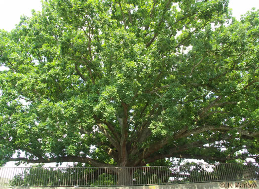 image of Quercus macrocarpa var. macrocarpa, Bur Oak, Mossycup Oak