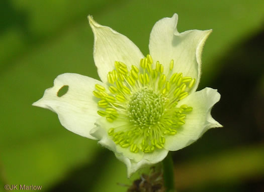 image of Anemone virginiana var. virginiana, Thimbleweed, Tall Thimbleweed, Tall Anemone