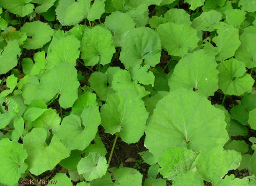 image of Tussilago farfara, Coltsfoot