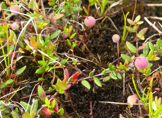 image of Vaccinium macrocarpon, Cranberry, Large Cranberry