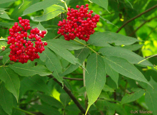 image of Sambucus racemosa var. pubens, Eastern Red Elderberry, Red-berried Elder