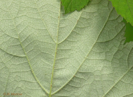 image of Rubus phoenicolasius, Wineberry, Wine Raspberry