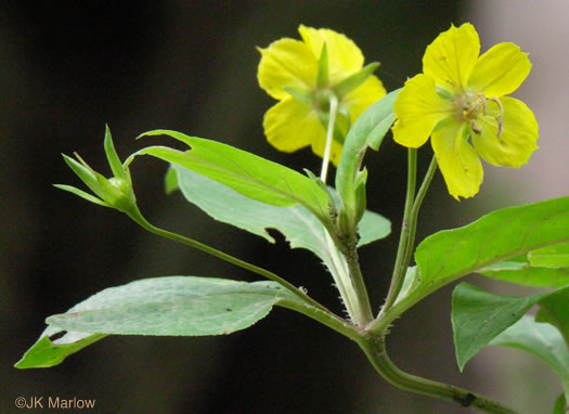 image of Steironema ciliatum, Fringed Loosestrife