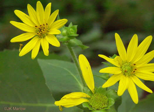 image of Silphium connatum, Virginia Cup-plant