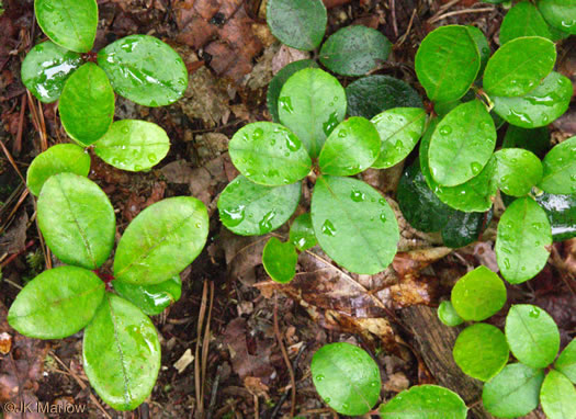 image of Gaultheria procumbens, Wintergreen, Teaberry