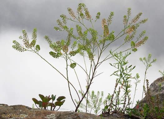 image of Lepidium virginicum var. virginicum, Poor Man's Pepper, Peppergrass