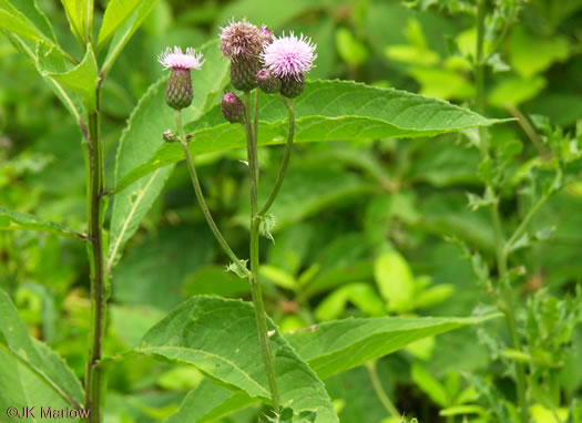 image of Cirsium arvense, Canada Thistle, Field Thistle