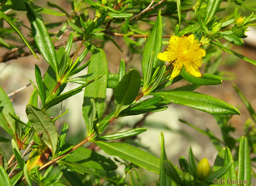 Shrubby St. Johnswort