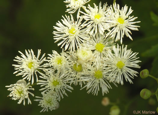 image of Trautvetteria caroliniensis, Carolina Tassel-rue, Carolina Bugbane, False Bugbane