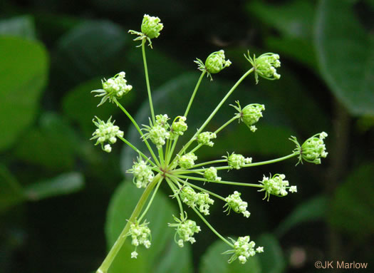 image of Cicuta maculata var. maculata, Water-hemlock, Spotted Cowbane