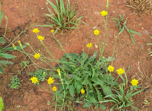 image of Hypochaeris radicata, Hairy Cat's-ear, Spotted Cat's-ear, Cat's Ear Dandelion