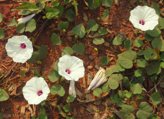 image of Ipomoea pandurata, Manroot, Wild Potato Vine, Man-of-the-earth, Wild Sweet Potato