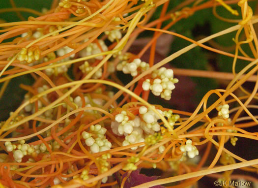 image of Cuscuta rostrata, Appalachian Dodder, Beaked Dodder