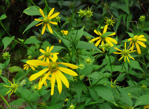 image of Rudbeckia laciniata var. laciniata, Greenheaded Coneflower, Common Cutleaf Coneflower