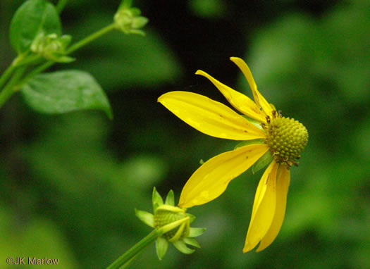 image of Rudbeckia laciniata var. laciniata, Greenheaded Coneflower, Common Cutleaf Coneflower