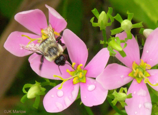 image of Sabatia angularis, Rose-pink, Bitterbloom, Common Marsh-pink, American Centaury