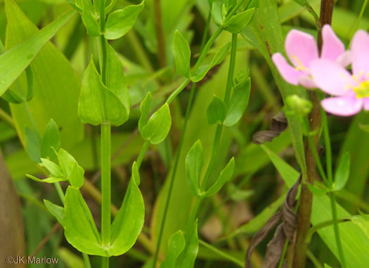 image of Sabatia angularis, Rose-pink, Bitterbloom, Common Marsh-pink, American Centaury